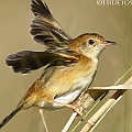 Golden-headed Cisticola in Lake St. grassland タイワンセッカ<br />Canon EOS 7D + EF400 F5.6L